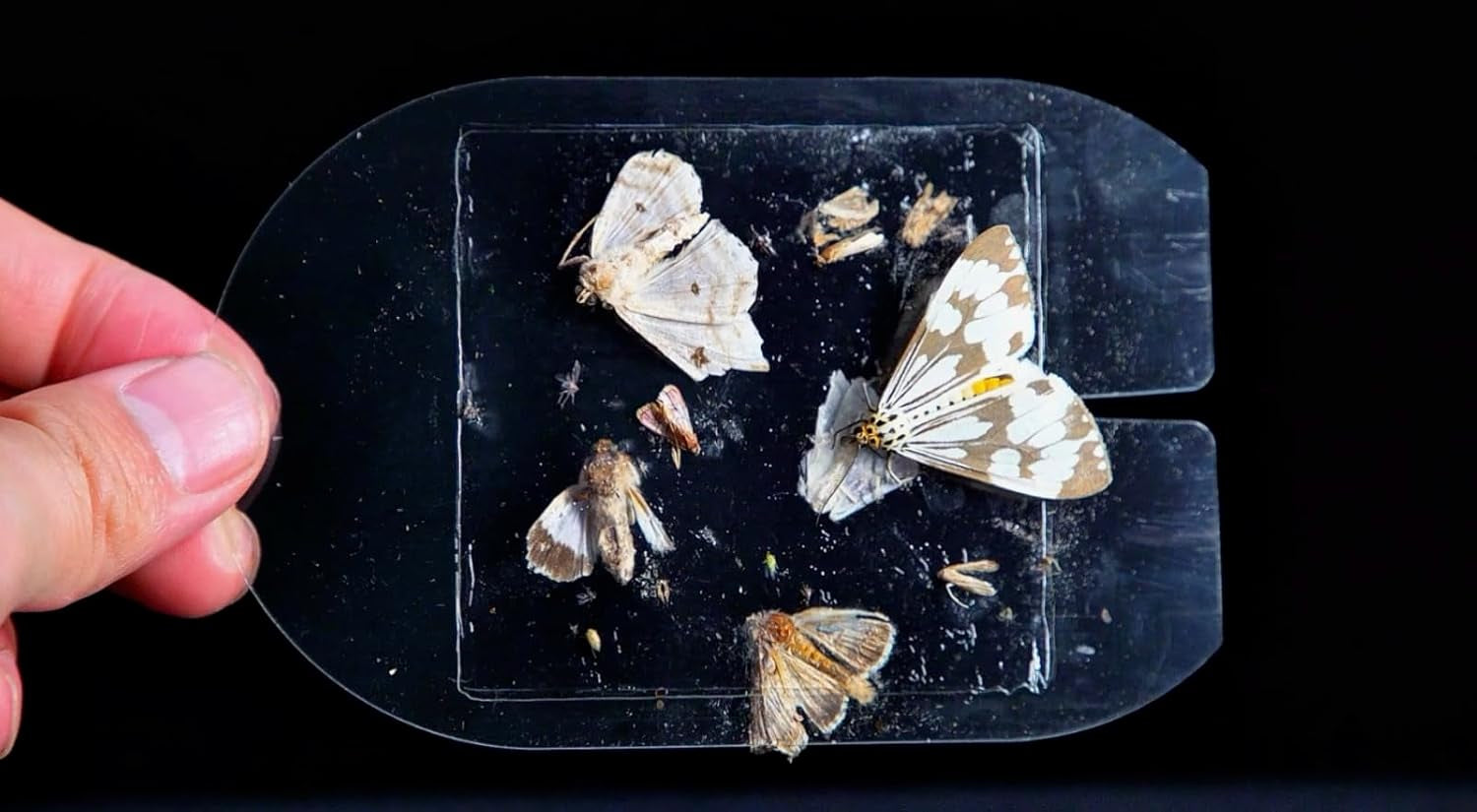 Fly Trap Indoor | Silent, Discreet Gnat, Mosquito, Moth and Fruit Fly Trap | 1 Plug-In with 3 Refills | Alternative to Bug Zapper | Non-Toxic, Safe for Kids & Pets